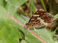 Araschnia levana Gunnaröd, Eslöv, Skåne, Sweden 20130717-66