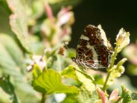 Araschnia levana Skäpperöds fälad, Hörby, Skåne, Sweden 20140720_0079