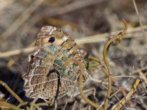 Arethusana arethusa - False Grayling