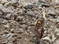 Arethusana arethusa Karadag, Koktebel, Crimea, Russia 20150920_0033