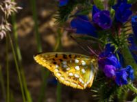 Argynnis adippe Vombs S vattenverksdammar, Lund, Skåne, Sweden 20110627B 177