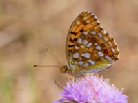 Argynnis adippe Vombs västra vattenverksdammar, Lund, Skåne, Sweden 20100721 392