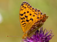 Argynnis adippe Vombs västra vattenverksdammar, Lund, Skåne, Sweden 20100721B 049