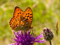 Argynnis adippe Vombs västra vattenverksdammar, Lund, Skåne, Sweden 20110627B 132