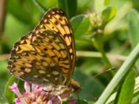 Argynnis aglaja Dammar Möllarp, Hässleholm, Skåne, Sweden 20140720_0116