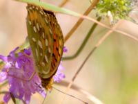 Argynnis aglaja Everöds gamla banvall, Kristianstad, Skåne, Sweden 20130713-195