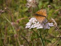 Argynnis aglaja Everöds motorcrossbana, Kristianstad, Skåne, Sweden 20140717_0278