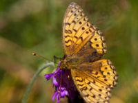 Argynnis aglaja Horna, Åhus, Kristianstad, Skåne, Sweden 20130723B-183