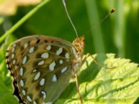 Argynnis aglaja Lilla kalkbrottet, Klagshamns udde, Malmö, Skåne, Sweden 20130620-87