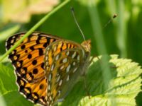 Argynnis aglaja Lilla kalkbrottet, Klagshamns udde, Malmö, Skåne, Sweden 20130620-90