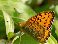 Argynnis aglaja Lilla kalkbrottet, Klagshamns udde, Malmö, Skåne, Sweden 20130620-95