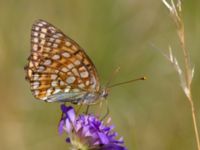 Argynnis niobe Horna, Åhus, Kristianstad, Skåne, Sweden 20120724B 138