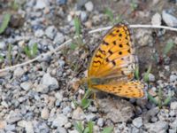 Argynnis niobe Nemrut Dagi, Turkey 20120704 501