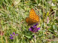 Argynnis niobe Risen, Genarp, Lund, Skåne, Sweden 20110628B 059