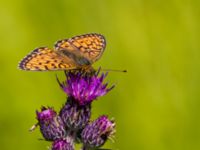 Argynnis niobe Risen, Genarp, Lund, Skåne, Sweden 20110628B 131