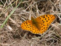 Argynnis niobe Vombs västra vattenverksdammar, Lund, Skåne, Sweden 20120713 257