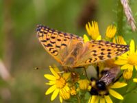 Argynnis niobe Vombs västra vattenverksdammar, Lund, Skåne, Sweden 20120713B 206