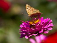 Argynnis pandora Botanical garden, Yalta, Crimea, Russia 20150916_0079