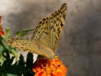 Argynnis pandora Olinovki, Crimea, Russia 20150911_0367