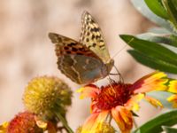 Argynnis pandora Olinovki, Crimea, Russia 20150911_0530