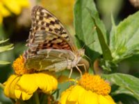 Argynnis pandora Olinovki, Crimea, Russia 20150911_0535