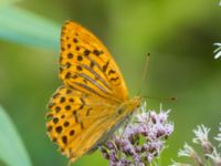 Argynnis paphia Shirokaya Shchel, Krasnodar, Russia 20160911B_0915