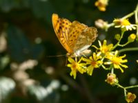 Argynnis paphia Shirokaya Shchel, Krasnodar, Russia 20160911_0948