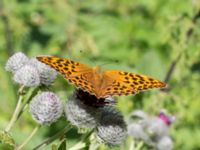 Argynnis paphia Stensoffa, Krankesjön, Lund, Skåne, Sweden 20130718-67