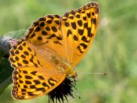 Argynnis paphia Stensoffa, Krankesjön, Lund, Skåne, Sweden 20130718-68