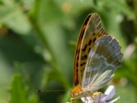 Argynnis paphia Stensoffa, Krankesjön, Lund, Skåne, Sweden 20130718B-34