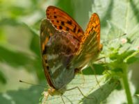 Argynnis paphia Stensoffa, Krankesjön, Lund, Skåne, Sweden 20130718B-49