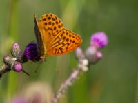 Argynnis paphia Ulvshult, Östra Göinge, Skåne, Sweden 20140709_0062