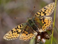 Boloria aquilonaris Traneröds mosse, Eslöv, Skåne, Sweden 20130717-228