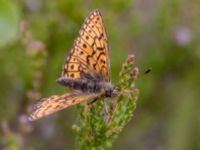 Boloria eunomia Väster-Sortmyran, Sävar, Umeå, Västerbotten, Sweden 20150706_0342