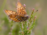 Boloria eunomia Väster-Sortmyran, Sävar, Umeå, Västerbotten, Sweden 20150706_0345