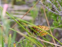 Boloria eunomia Väster-Sortmyran, Sävar, Umeå, Västerbotten, Sweden 20150706_0928