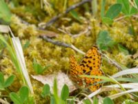 Boloria euphrosyne Tveta reningsverk, Mörbylånga, Öland, Sweden 20170525_0439