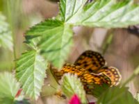 Boloria selene Icecatvägen, Kiruna, Torne lappmark, Lappland, Sweden 20150710_0116