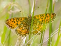 Boloria selene Vitberget, Älvsbyn, Norrbotten, Sweden 20150711_0050