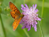 Brenthis ino Fjärilsvägen, Grinduga, Gävle, Gästrikland, Sweden 20150705_1260