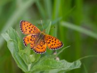 Brenthis ino Fjärilsvägen, Grinduga, Gävle, Gästrikland, Sweden 20150705_1280