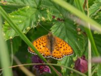 Brenthis ino Toarpsdammen, Malmö, Skåne, Sweden 20170625_0164