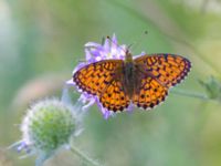 Brenthis ino Vackerslätt, Nybro, Småland, Sweden 20150704_1360