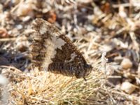 Brintesia circe Demergy, Crimea, Russia 20150918_0047