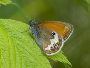 Coenonympha arcania - Pearly Heath - Pärlgräsfjäril