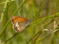 Coenonympha arcania Ekestad, Kristianstad, Skåne, Sweden 20220626_0013