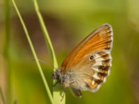 Coenonympha arcania Ekestad, Kristianstad, Skåne, Sweden 20220626_0016