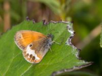 Coenonympha arcania Fjärilsvägen, Grinduga, Gävle, Gästrikland, Sweden 20150705_1339