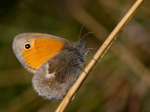 Coenonympha pamphilus - Small Heath - Kamgräsfjäril