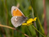 Coenonympha pamphilus Fuktängen, Toarp, Malmö, Skåne, Sweden 20210628_0005